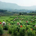 绿色博物馆：文化机构如何成为环境的守护者？