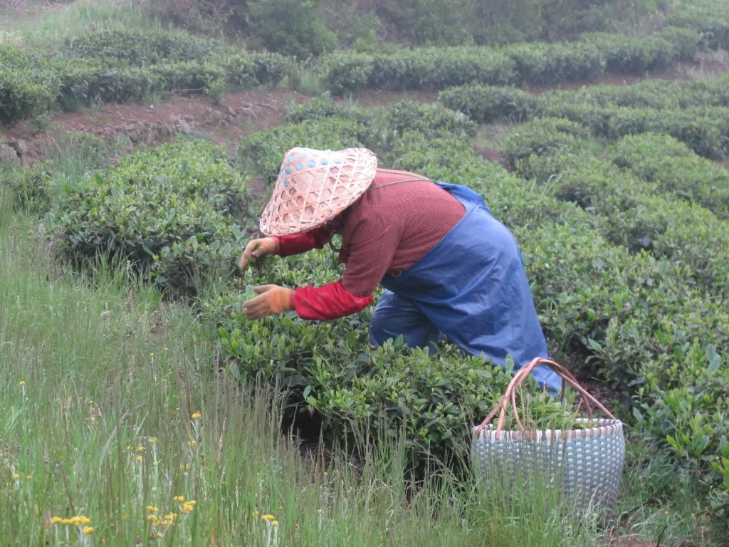 福鼎市,福建…中国白茶的家 6 image 38 - CJ China