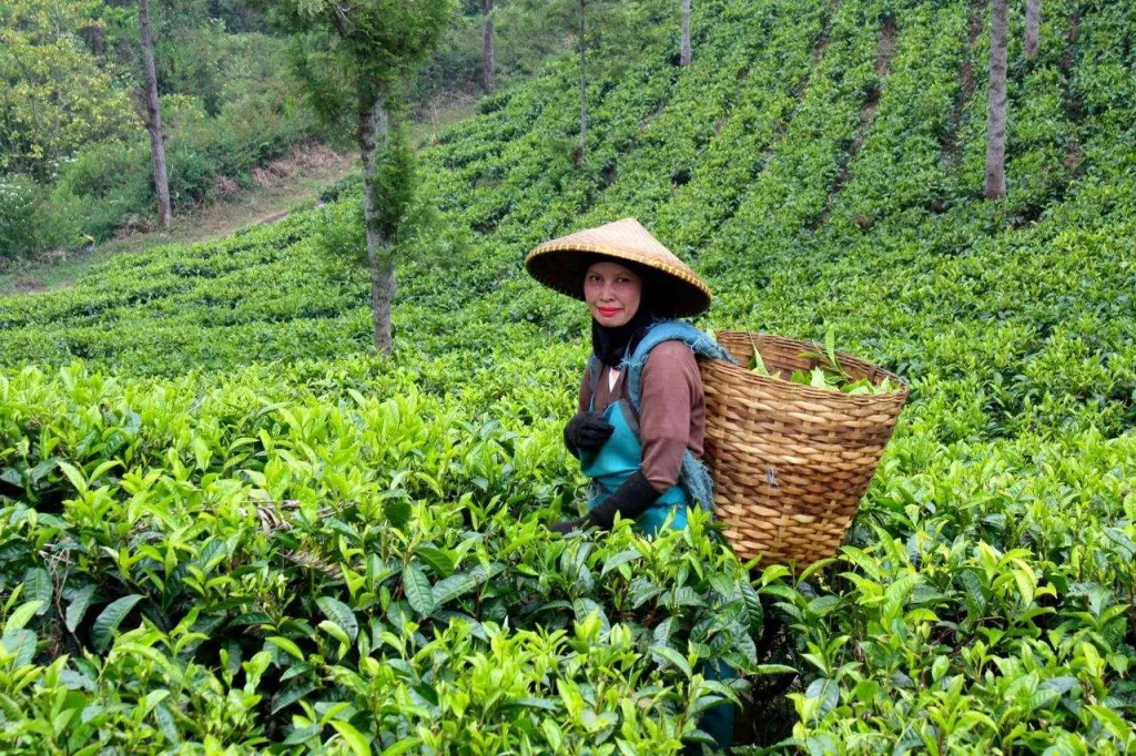 福鼎市,福建…中国白茶的家 7 image 40 - CJ China